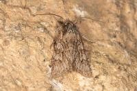 Xylocampa areola