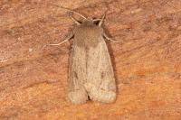 Orthosia cerasi