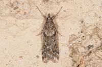 Eudonia angustea