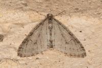 Trichopteryx carpinata