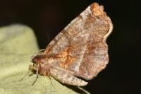 Selenia dentaria