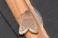 Orthosia cerasi