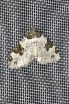 Xanthorhoe fluctuata