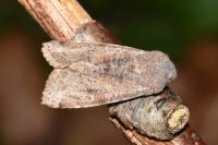 Orthosia incerta