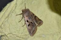 Orthosia gothica