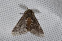 Lycia hirtaria