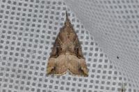 Hypena rostralis