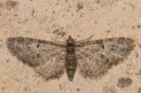 Eupithecia abbreviata
