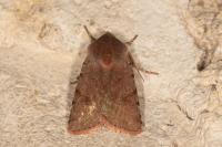 Cerastis rubricosa