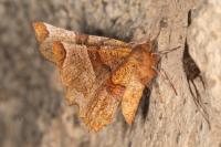 Selenia lunularia