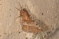 Selenia dentaria