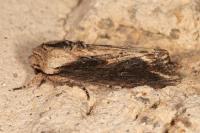 Egira conspicillaris