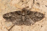 Cleora cinctaria