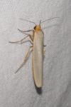 Eilema caniola