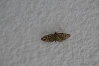 Eupithecia dodoneata