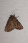 Mesapamea secalella/secalis