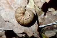 Noctua fimbriata
