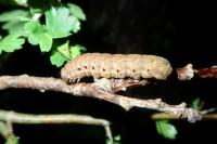 Noctua fimbriata