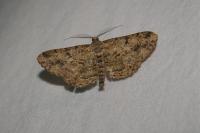 Peribatodes rhomboidaria rhomboidaria