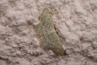 Scopula marginepunctata