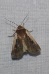 Ochropleura plecta