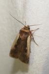 Ochropleura plecta