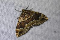 Lampropteryx suffumata
