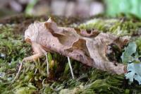 Phlogophora meticulosa