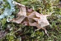 Phlogophora meticulosa