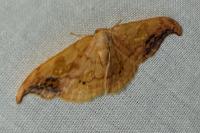 Sabra harpagula