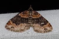 Xanthorhoe ferrugata