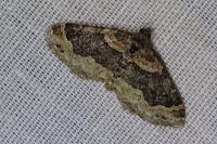 Xanthorhoe ferrugata