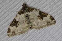 Xanthorhoe fluctuata