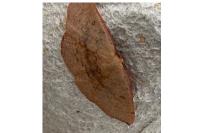 Cyclophora puppillaria