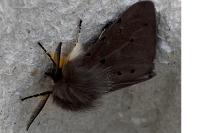 Diaphora mendica