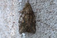 Peridea anceps