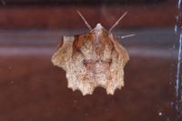 Selenia lunularia