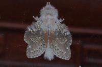 Stauropus fagi