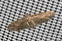 Eupithecia abbreviata