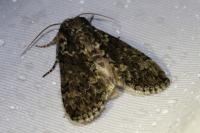 Polyploca ridens