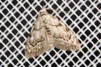 Nola confusalis