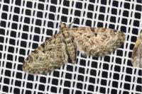 Eupithecia dodoneata