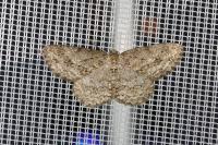 Ectropis crepuscularia