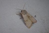Perigrapha rorida