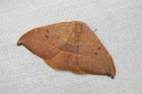 Watsonalla binaria