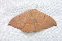 Watsonalla uncinula