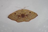 Cyclophora puppillaria