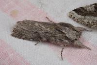 Dicranura ulmi