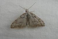 Nola thymula thymula
