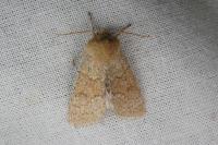 Orthosia miniosa